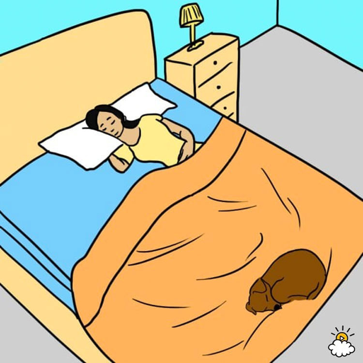 7 sorprendentes razones por las que tu perro debe dormir en tu cama todas las noches