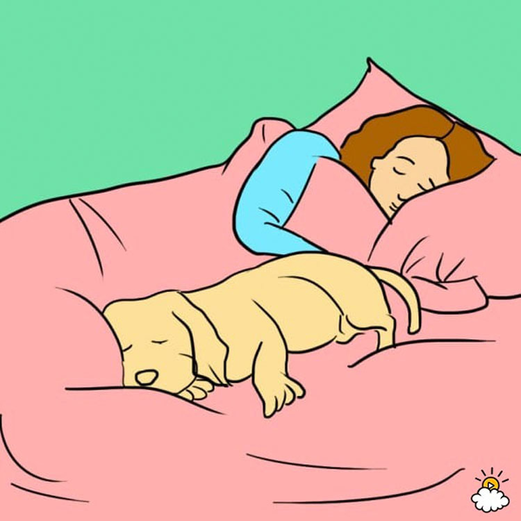 7 sorprendentes razones por las que tu perro debe dormir en tu cama todas las noches