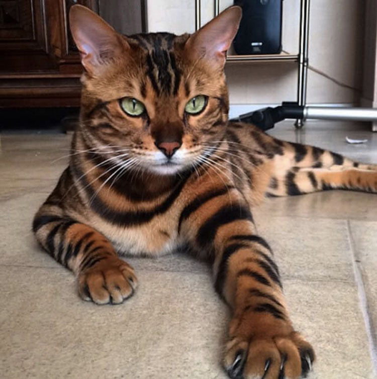 Este raro gato de Bengala tiene un patrón único de pelo que hace que parezca un mini tigre