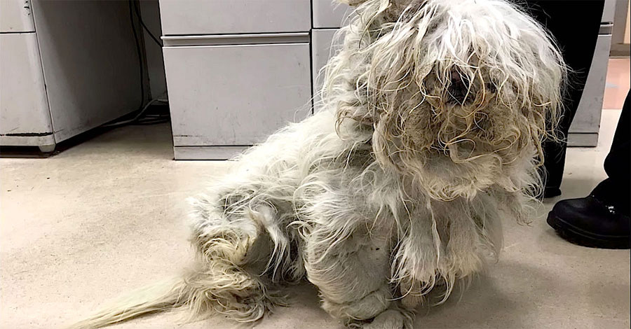 Tras años de abandono afeitan a esta perrita revelando lo hermosa que es