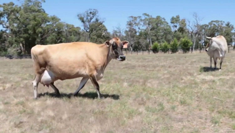 Se sorprenden cuando no pueden encontrar al bebé de una vaca, hasta que descubren la razón