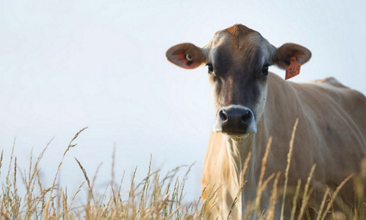 Se sorprenden cuando no pueden encontrar al bebé de una vaca, hasta que descubren la razón