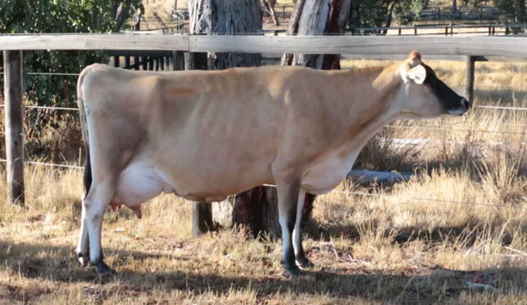 Se sorprenden cuando no pueden encontrar al bebé de una vaca, hasta que descubren la razón