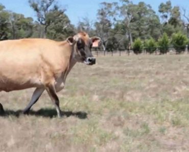 Se sorprenden cuando no pueden encontrar al bebé de una vaca, hasta que descubren la razón