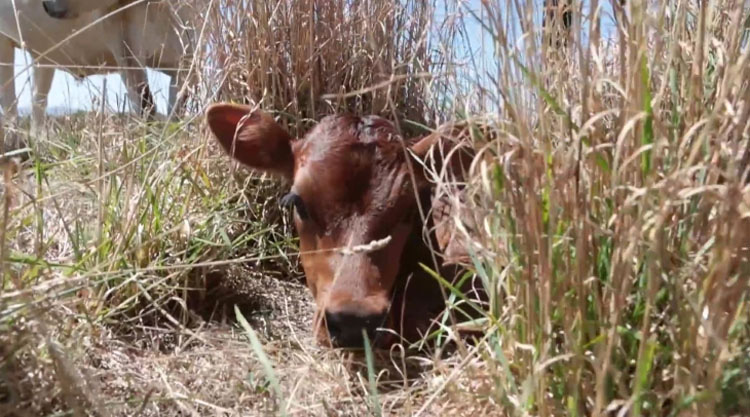 Se sorprenden cuando no pueden encontrar al bebé de una vaca, hasta que descubren la razón