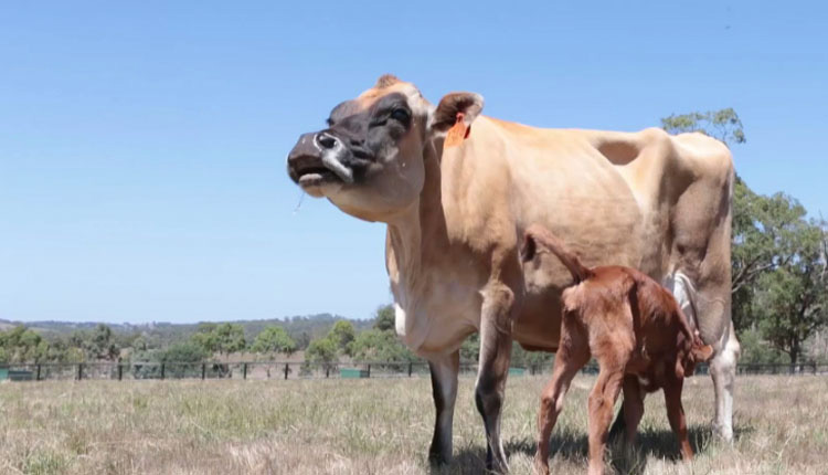 Se sorprenden cuando no pueden encontrar al bebé de una vaca, hasta que descubren la razón