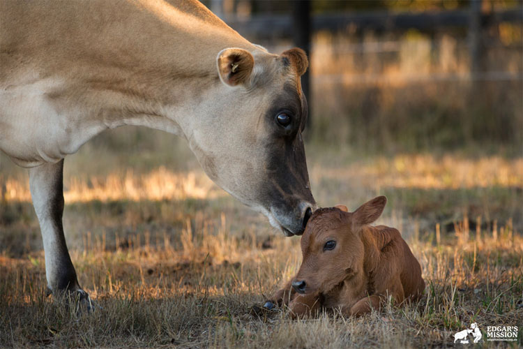 Se sorprenden cuando no pueden encontrar al bebé de una vaca, hasta que descubren la razón