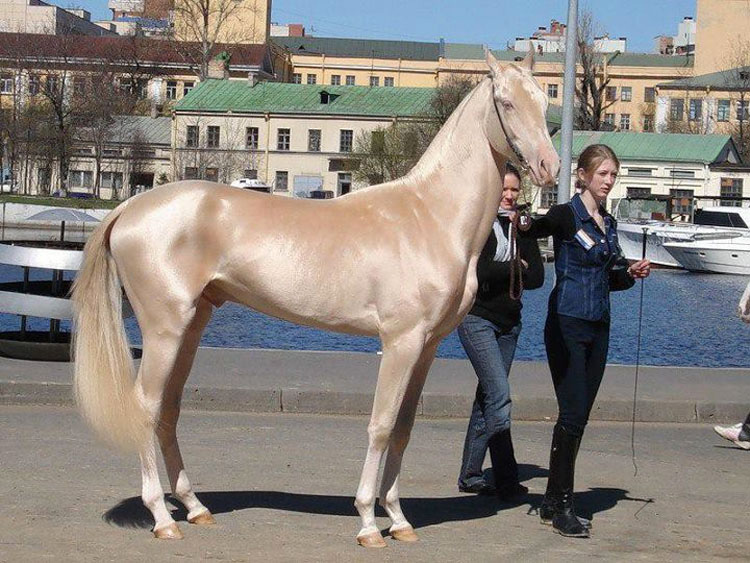 21 caballos con los colores más bellos y únicos del mundo. Atención al color 13