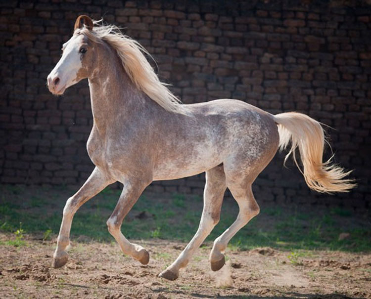 21 caballos con los colores más bellos y únicos del mundo. Atención al color 13