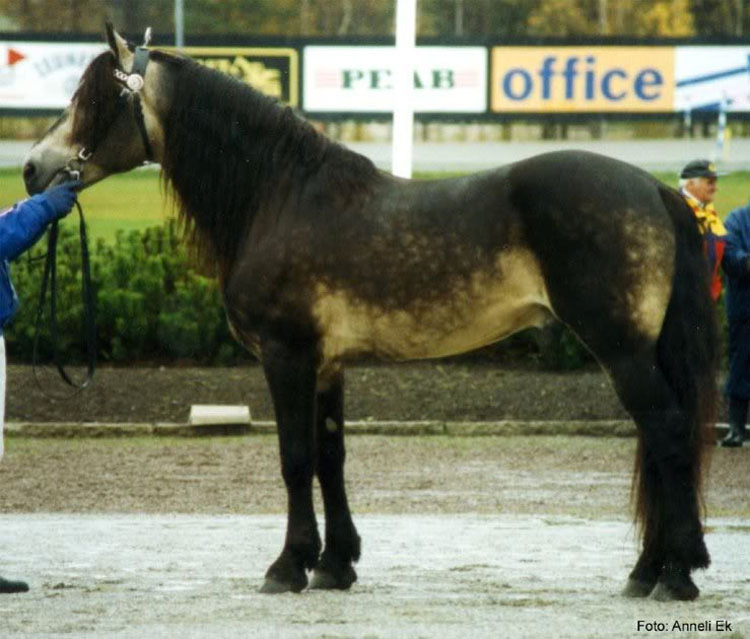 21 caballos con los colores más bellos y únicos del mundo. Atención al color 13