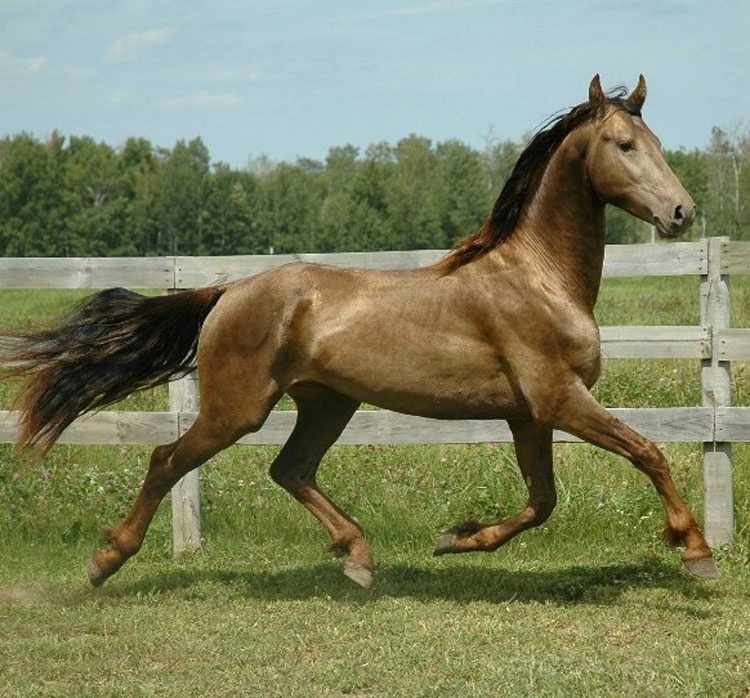 21 caballos con los colores más bellos y únicos del mundo. Atención al color 13