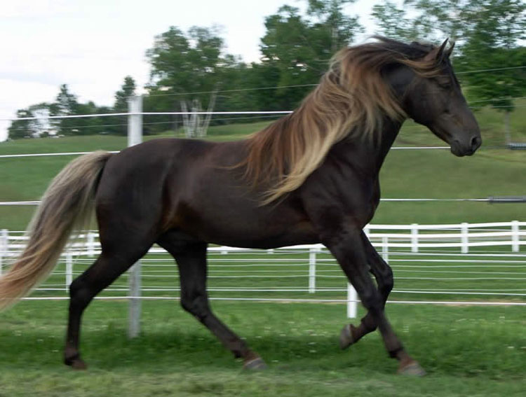 21 caballos con los colores más bellos y únicos del mundo. Atención al color 13