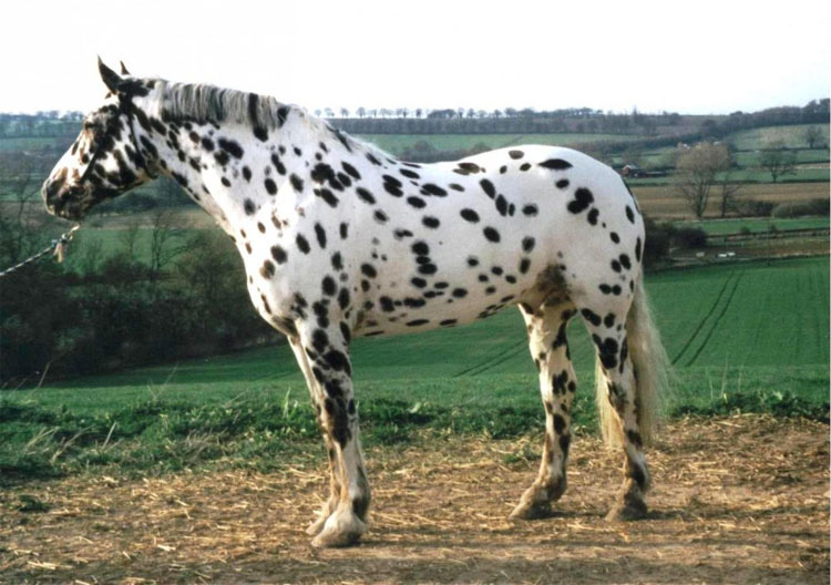 21 caballos con los colores más bellos y únicos del mundo. Atención al color 13