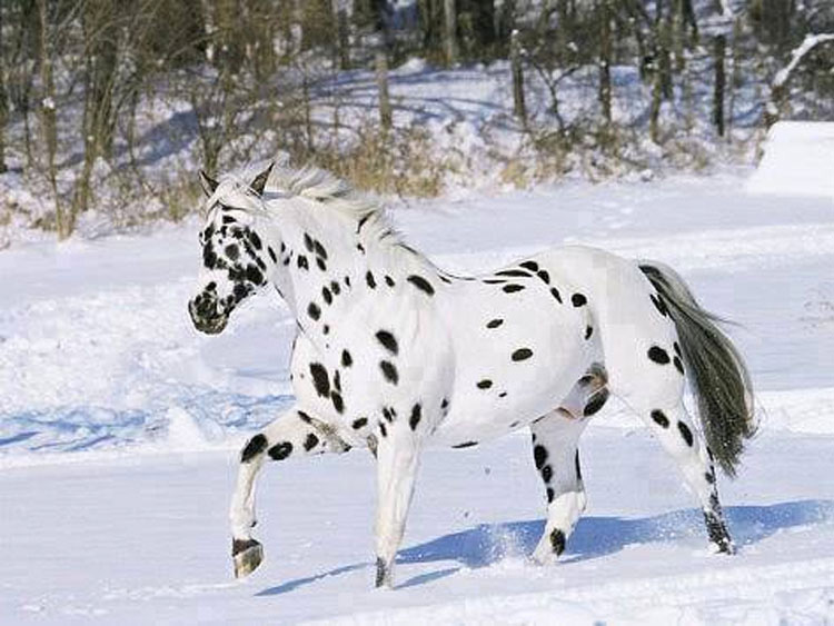 21 caballos con los colores más bellos y únicos del mundo. Atención al color 13