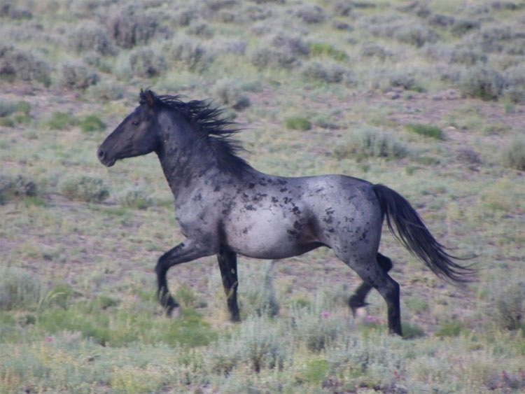 21 caballos con los colores más bellos y únicos del mundo. Atención al color 13