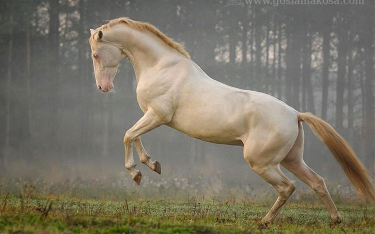 21 caballos con los colores más bellos y únicos del mundo. Atención al color 13