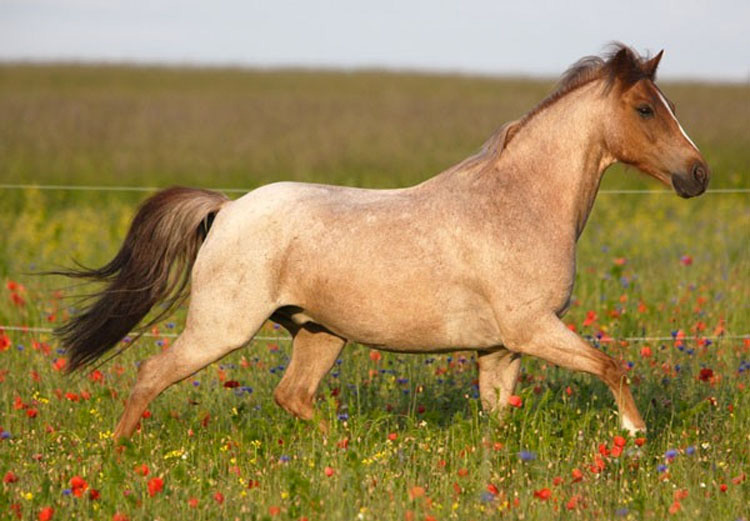 21 caballos con los colores más bellos y únicos del mundo. Atención al color 13