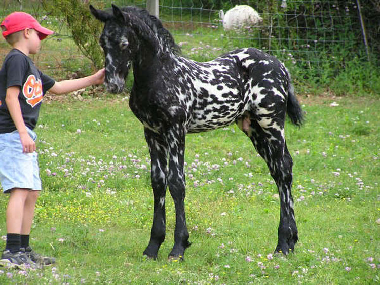 21 caballos con los colores más bellos y únicos del mundo. Atención al color 13