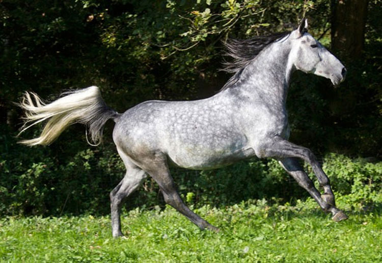 21 caballos con los colores más bellos y únicos del mundo. Atención al color 13