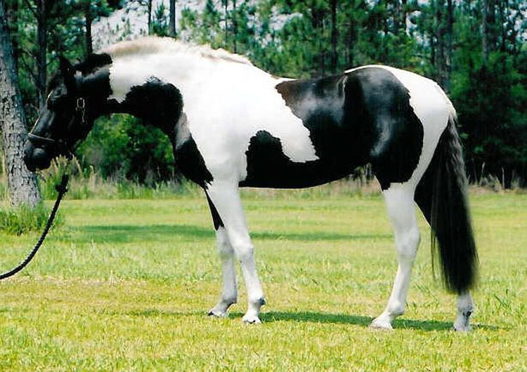 21 caballos con los colores más bellos y únicos del mundo. Atención al color 13