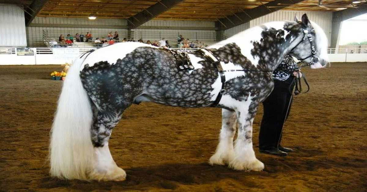 21 caballos con los colores más bellos y únicos del mundo. Atención al