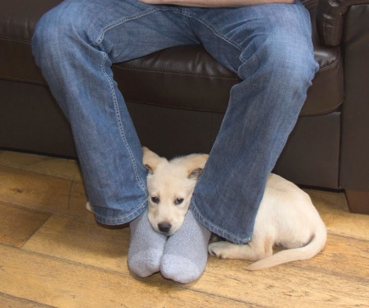 Esta es la razón por la que a tu perro le gusta sentarse en tus pies. ¡No tenía idea!