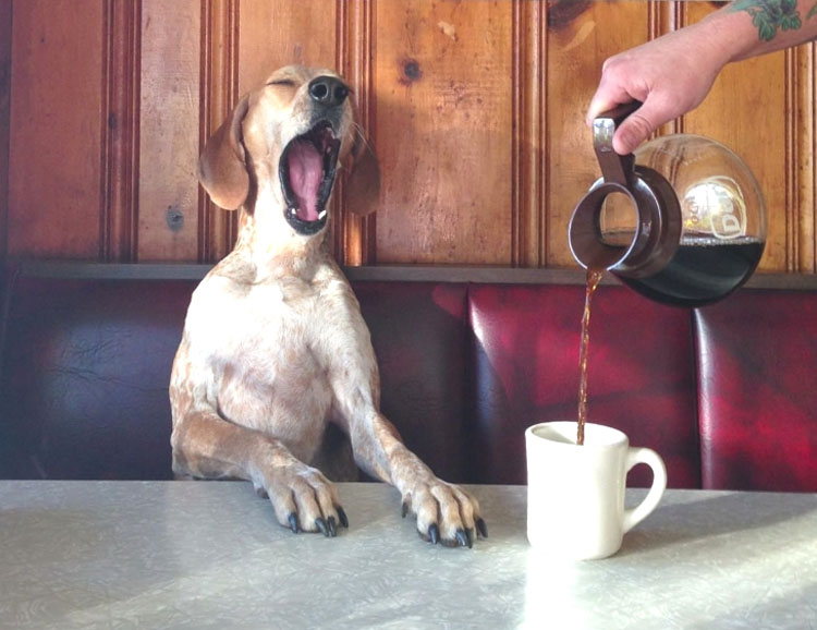 Esta es la razón por la que a tu perro le gusta sentarse en tus pies. ¡No tenía idea!