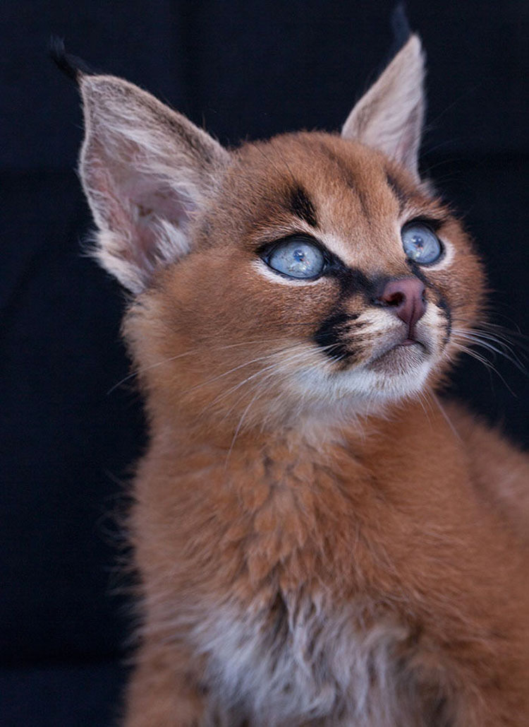 Esta podría ser la especie de felino más hermosa que has visto [20 FOTOS]