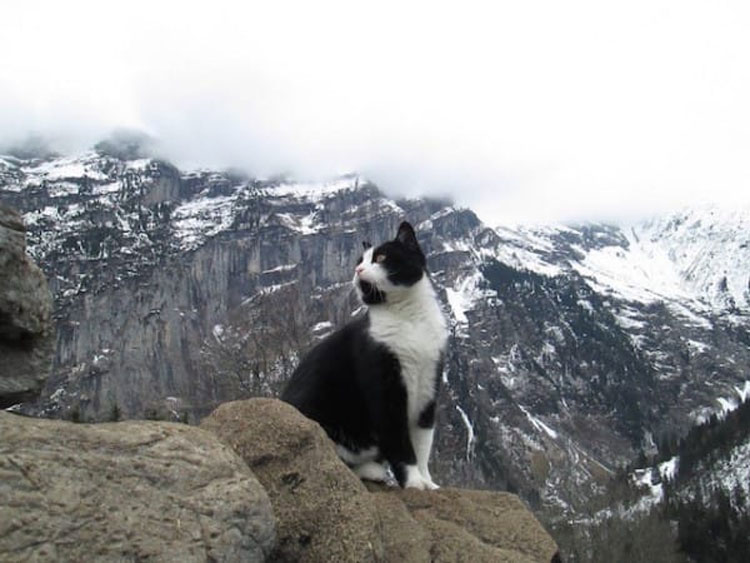 Un hombre se perdió en las montañas y encontró el camino de vuelta gracias a este misterioso gato
