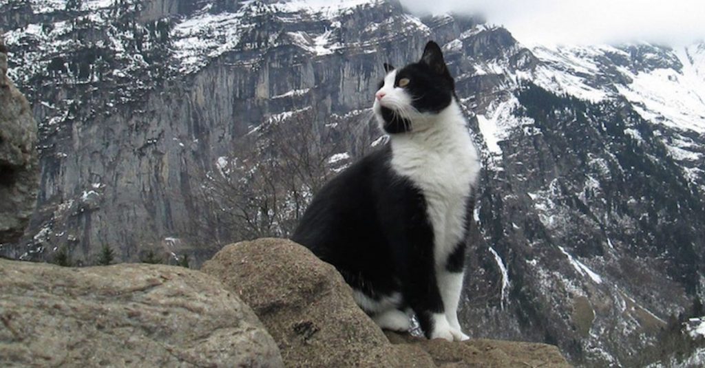 Un hombre se perdió en las montañas y encontró el camino de vuelta gracias a este misterioso gato