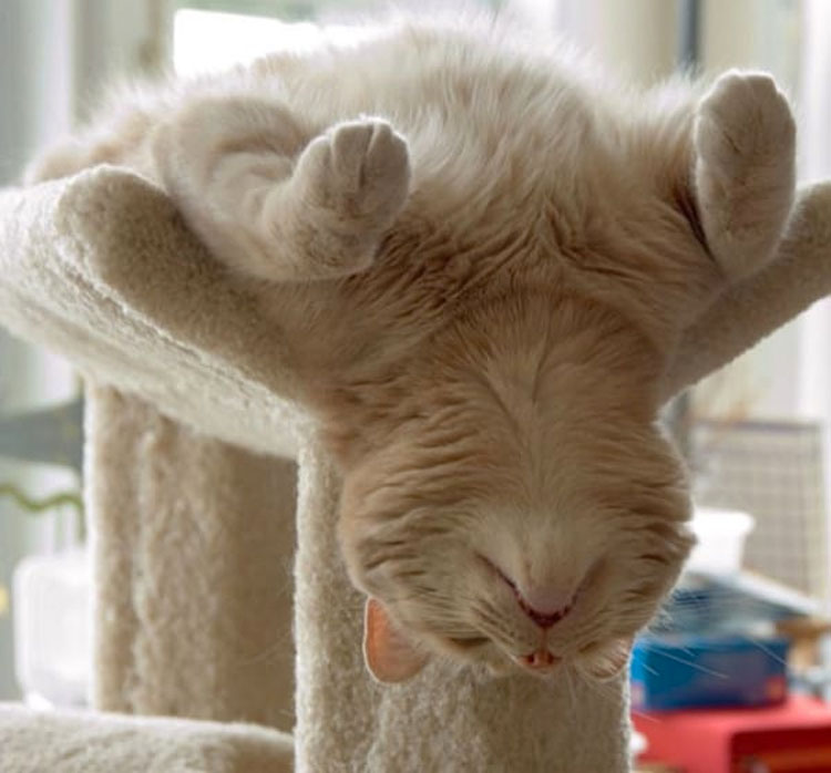 15 gatos locos que dominan seriamente el arte de dormir la siesta en cualquier lugar