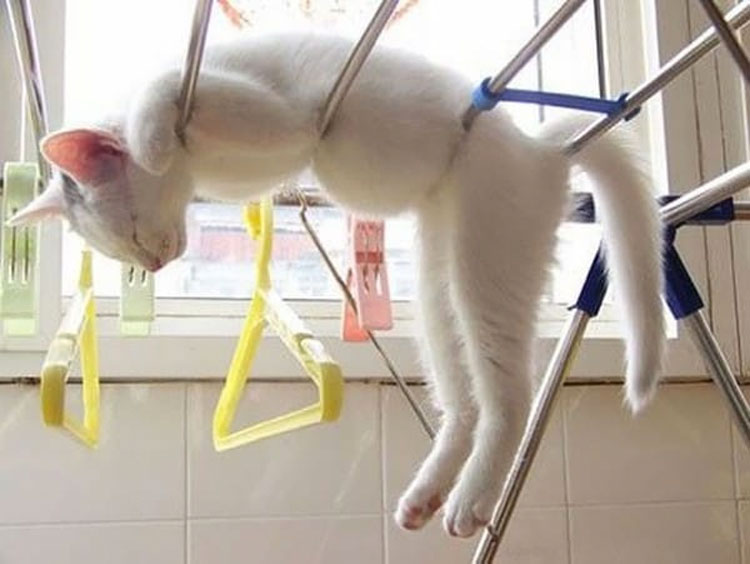 15 gatos locos que dominan seriamente el arte de dormir la siesta en cualquier lugar