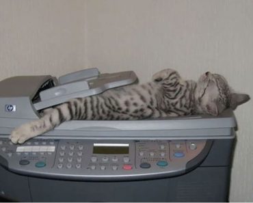 15 gatos locos que dominan seriamente el arte de dormir la siesta en cualquier lugar 1 15 gatos locos que dominan seriamente el arte de dormir la siesta en cualquier lugar 1