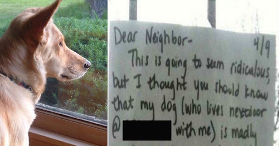 Este perro tiene el corazón roto al no ver a su amiga gata, hasta que su dueño escribe una nota