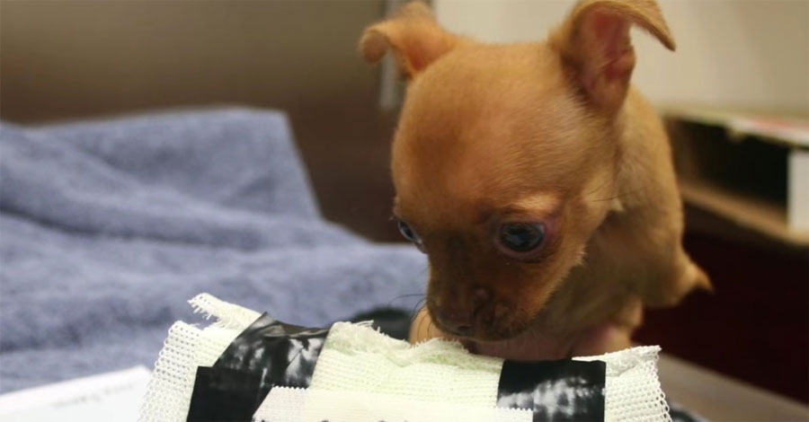 Este perrito sin patas delanteras fue abandonado y una desconocida la encuentra en una caja de cartón