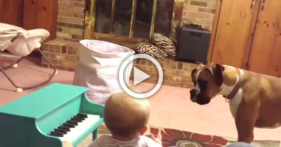 Papá sorprende al perro de la familia cantando a dúo con el bebé y su video se hace viral