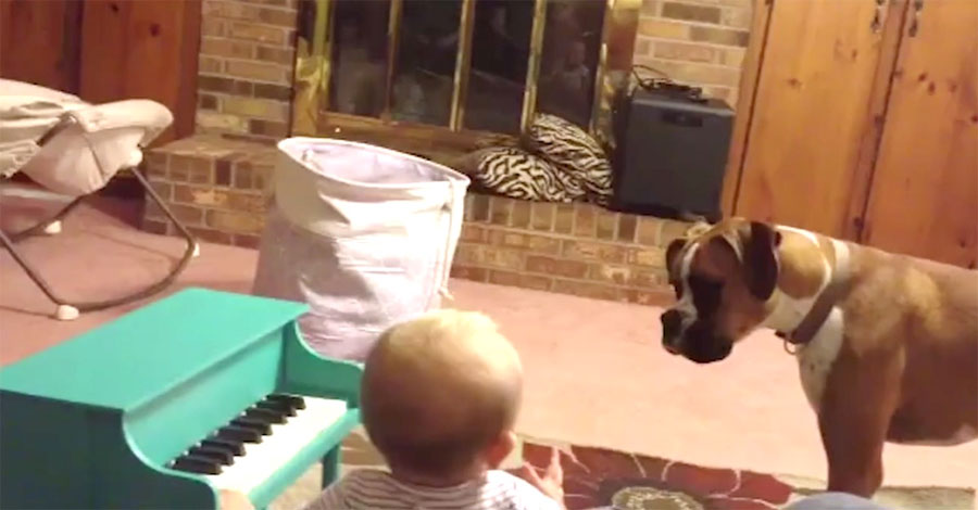 Papá sorprende al perro de la familia cantando a dúo con el bebé y su video se hace viral