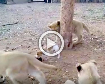 Cámara capta una reacción inesperada de un pequeño perrito frente a leones que le circundan