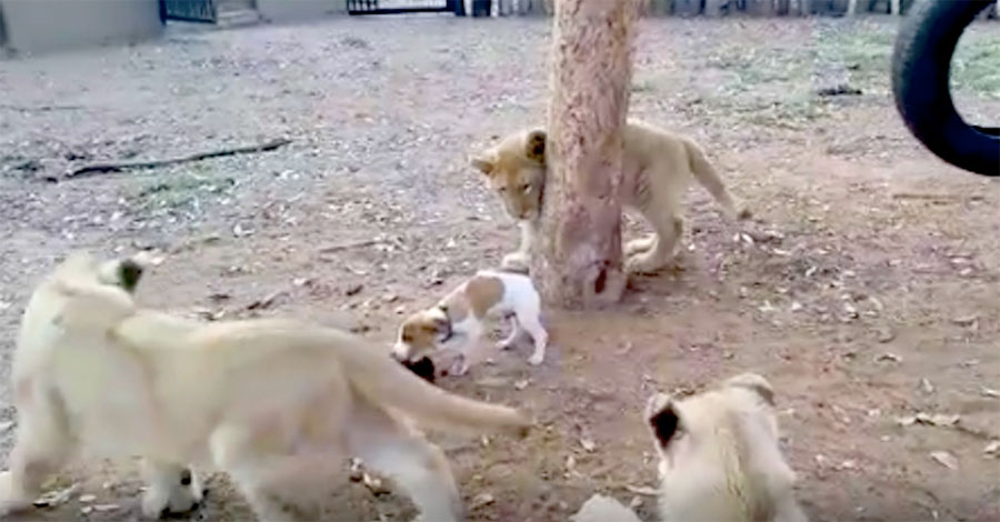 Cámara capta una reacción inesperada de un pequeño perrito frente a leones que le circundan
