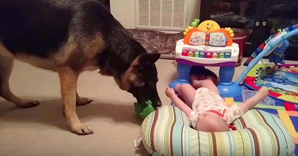 Escuchó las risas del bebé sin esperar a que se estuviera divirtiendo con el perro