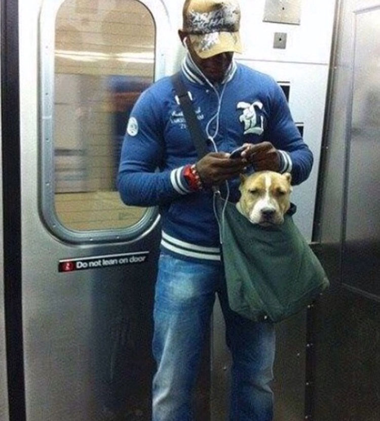 Los perros tiene prohibido ir en el metro de Nueva York a menos que vayan en una bolsa [15 FOTOS]
