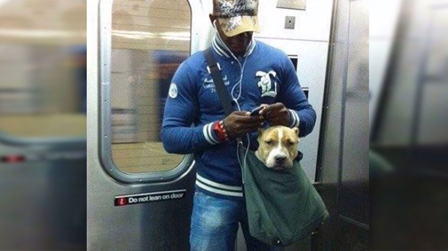Los perros tiene prohibido ir en el metro de Nueva York a menos que vayan en una bolsa [15 FOTOS]
