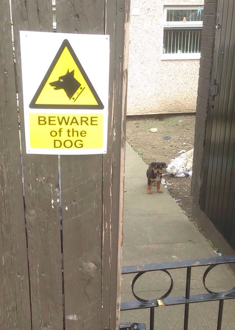 14 perros "peligrosos" detrás de señales de "Cuidado con el perro". Mucha atención al #10