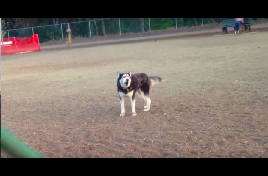 La rabieta de este husky cuando se entera de que es hora de dejar el parque se ha hecho viral...