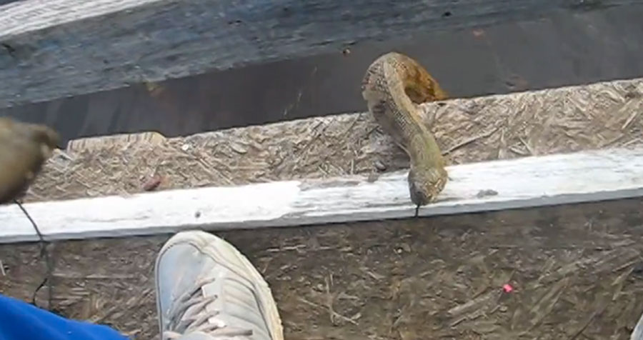 Lo que hace esta serpiente de agua cuando ve a este hombre desconcierta a todo el mundo