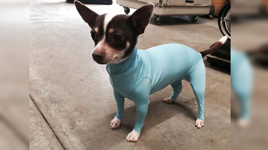 Estaba frustrado por los pelos del perro en el coche, así que inventó estos leotardos para perros 7 Estaba frustrado por los pelos del perro en el coche, así que inventó estos leotardos para perros 1