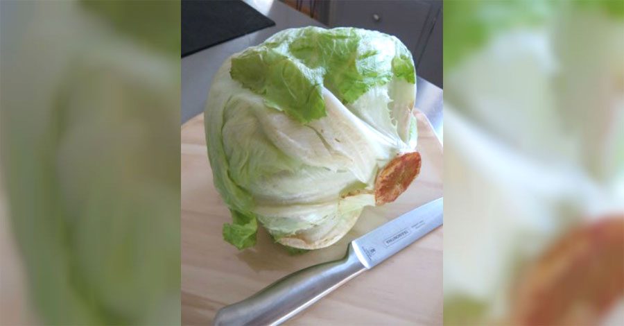 Científicos dicen que los vegetales pueden ser capaces de escuchar cuando están siendo comidas