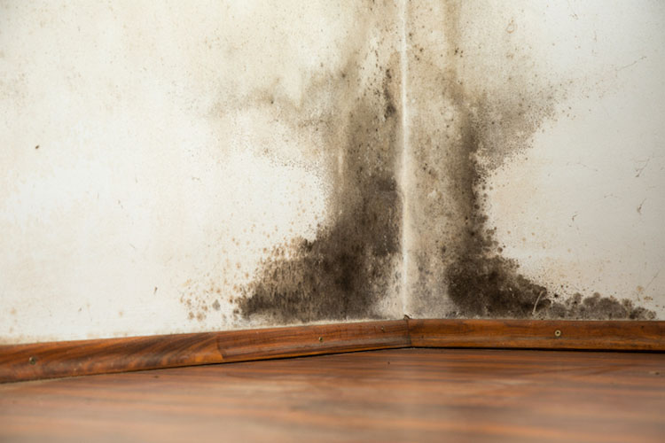 Este aerosol natural elimina definitivamente el moho del hogar. Garantizado
