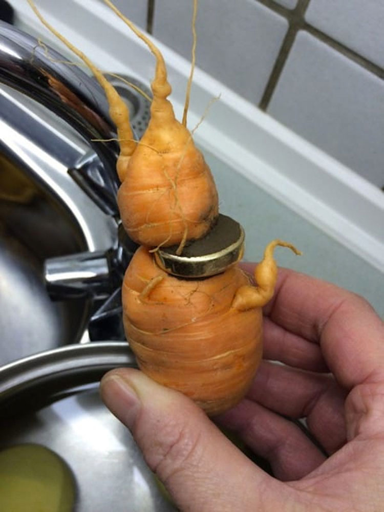 Un jardinero ve algo brillante en una zanahoria y se da cuenta de que es algo que había perdido