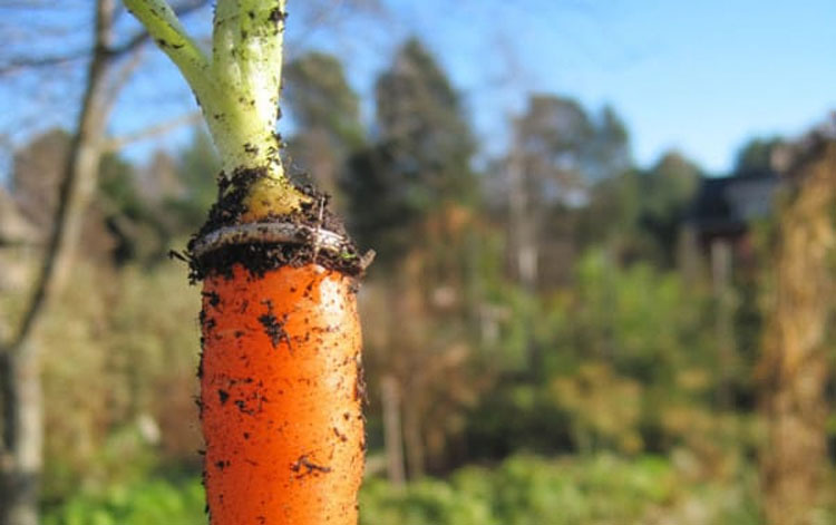 Un jardinero ve algo brillante en una zanahoria y se da cuenta de que es algo que había perdido